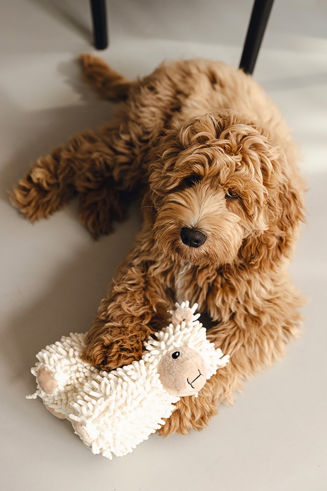 Beeztees Köpek Oyuncağı, Koyun, Peluş, Beyaz, 26x6x21cm