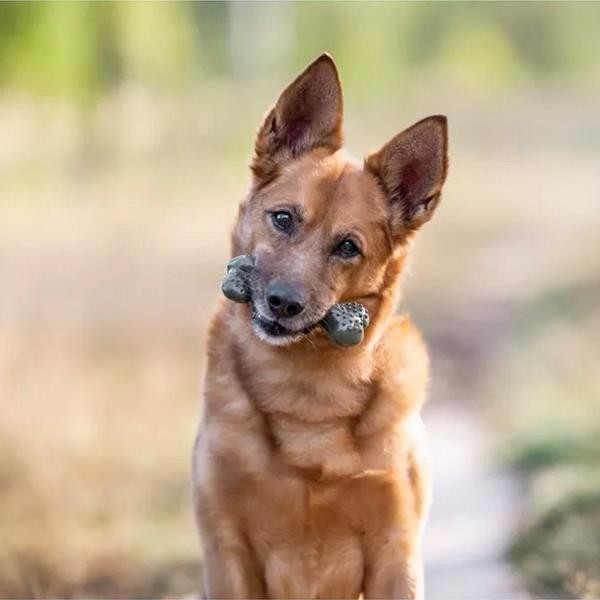 Aquael Ecomfy Dental Olive Kemik Şekilli Nane Aromalı Köpek Oyuncağı 12.5 Cm
