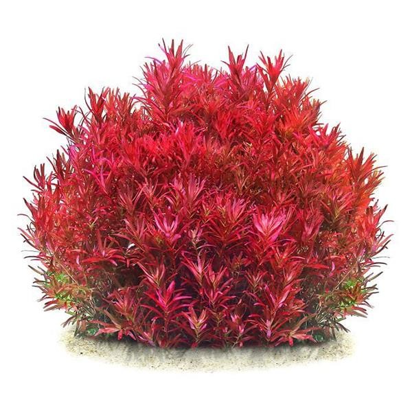 Rotala Blood Red Saksı Canlı Bitki