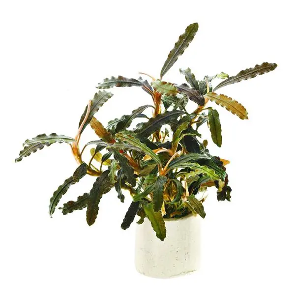 Bucephalandra Mini Biblis Saksı Canlı Bitki