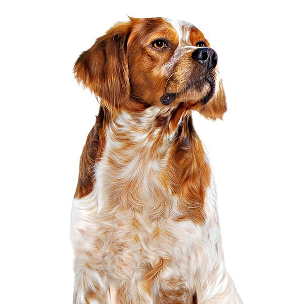 Royal Canin Orta Irk Konserve Köpek Maması 410gr 12li Paket