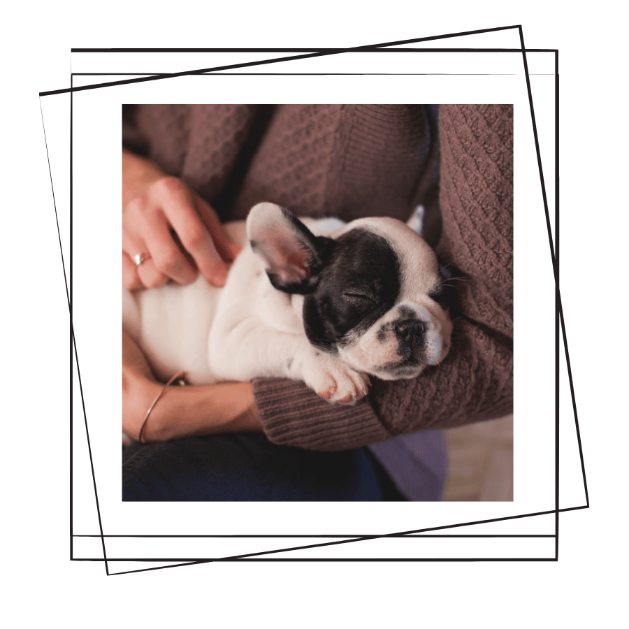 Köpekleri Kucağa Almak