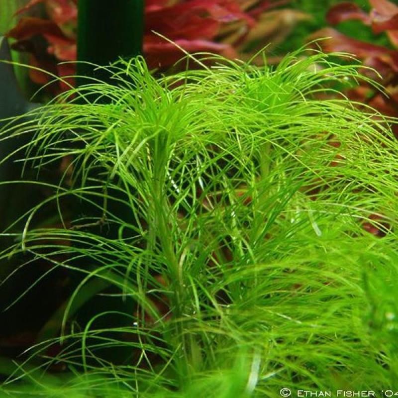 Eriocaulon Setaceum Saksı Canlı Bitki