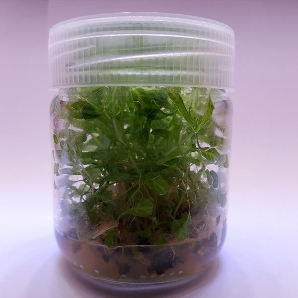 Hygrophila Rosanervis In Vitro Canlı Bitki