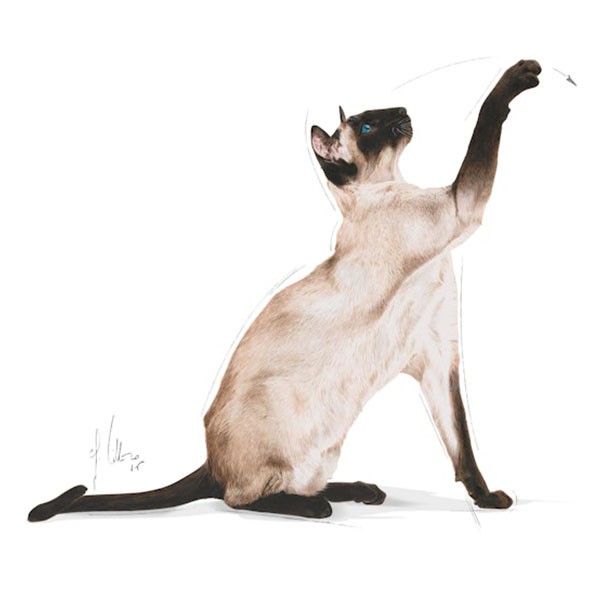Royal Canin Siamese Yetişkin Siyam Kedi Maması 2Kg
