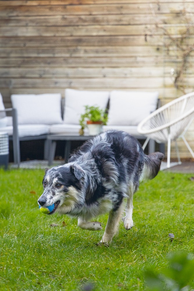 Beeztees Köpek Oyuncağı, Tenis Topu, Mavi/Sarı, 3 Adet, 6,3cm