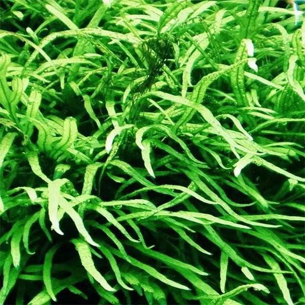 Java Fern Needle Leaf Saksı Canlı Bitki