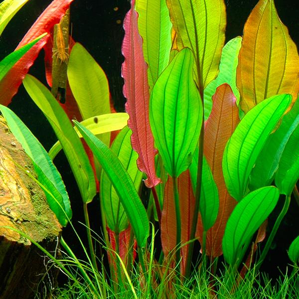 Echinodorus Red Diamond In Vitro Canlı Bitki