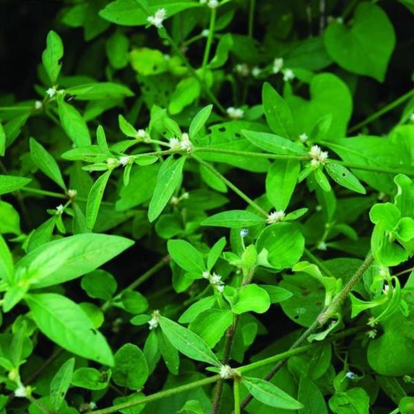 Alternanthera Sessilis Green Saksı Canlı Bitki
