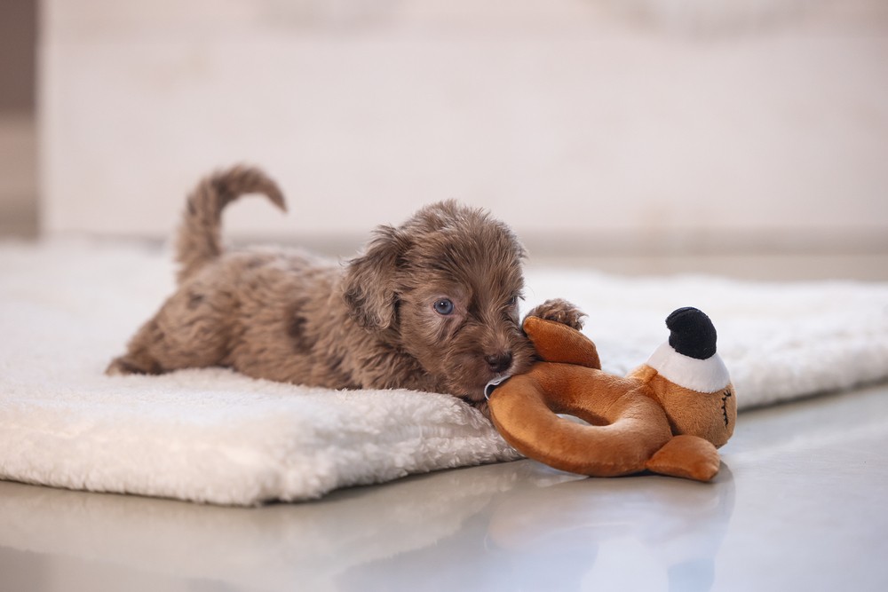 Beeztees Köpek Oyuncağı, Peluş, Kahverengi, 16x18x8,5cm