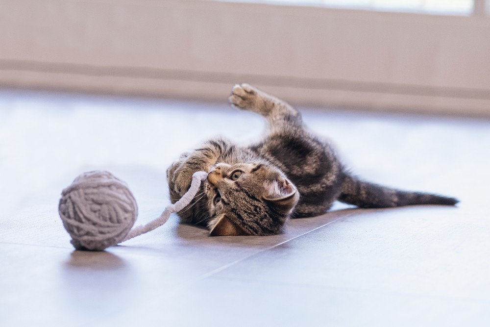 Beeztees Yavru Kedi Oyuncağı, Kuyruklu Yün Top, 6,5cm, 35cm kuyruk
