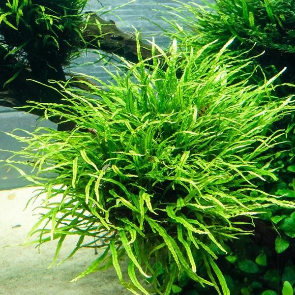 Java Fern Needle Leaf Saksı Canlı Bitki