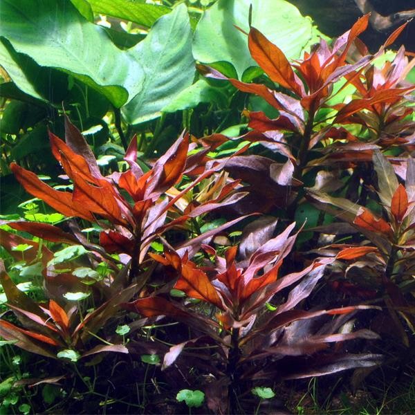 Ludwigia Glandulosa Saksı Canlı Bitki