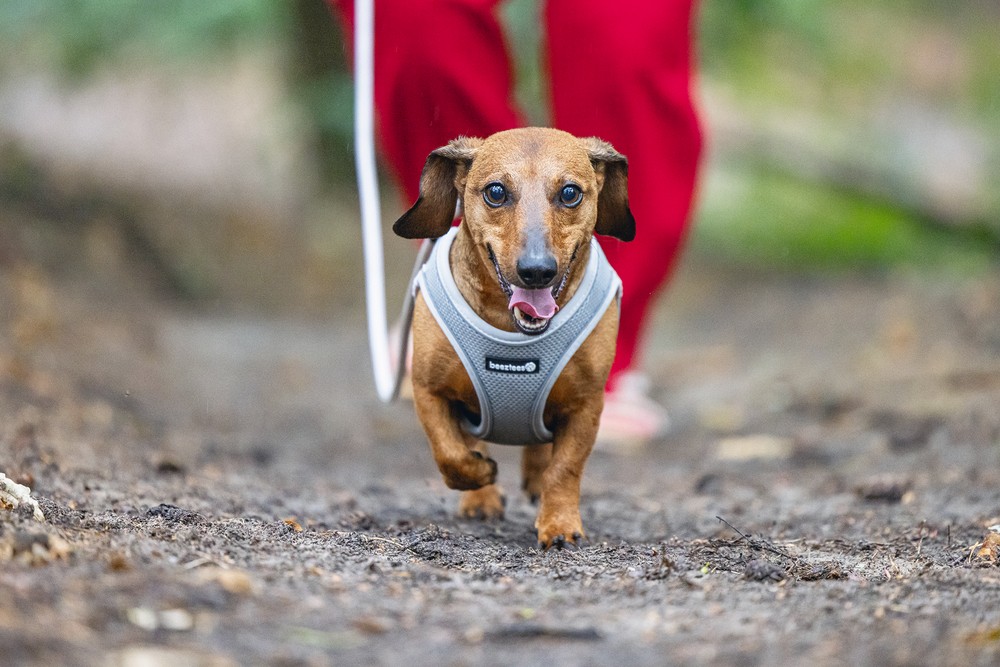 Beeztees Köpek Göğüs Tasması, Neopren, Gri, S, 38-44cm