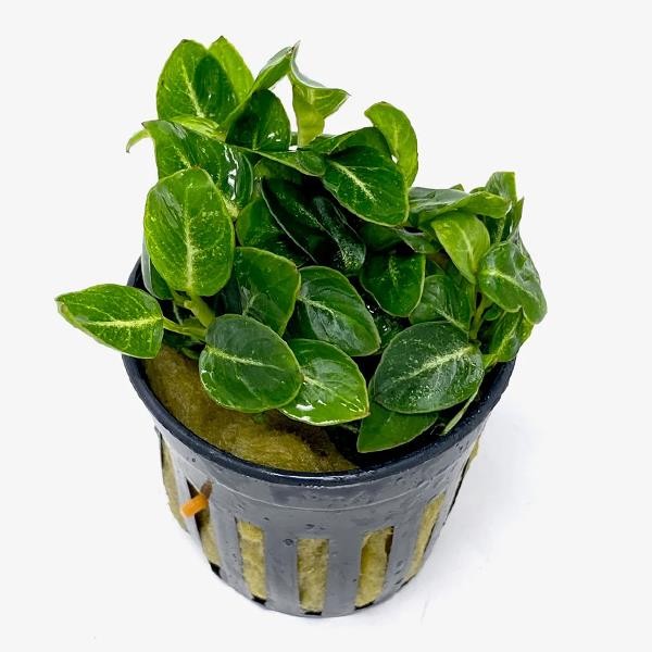 Anubias Stardust Mini Saksı Canlı Bitki