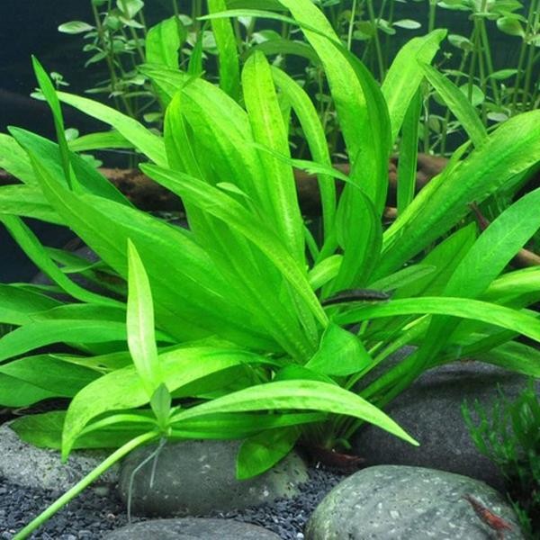Echinodorus Bolivianus In Vitro Canlı Bitki