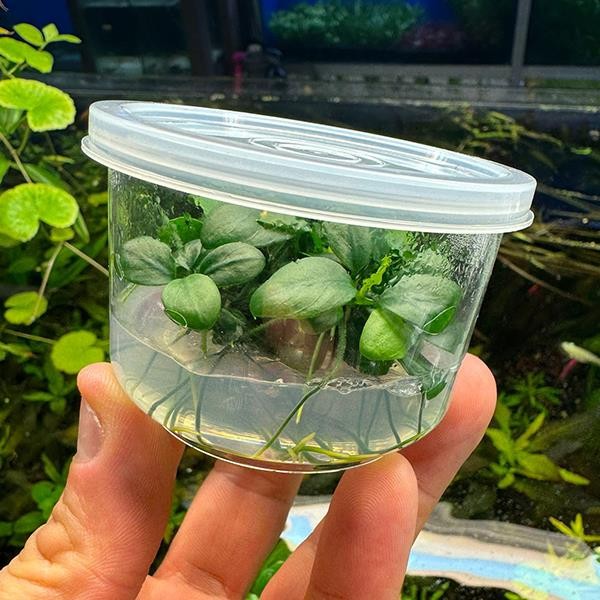 Anubias Nana Petite In Vitro Cup Canlı Bitki