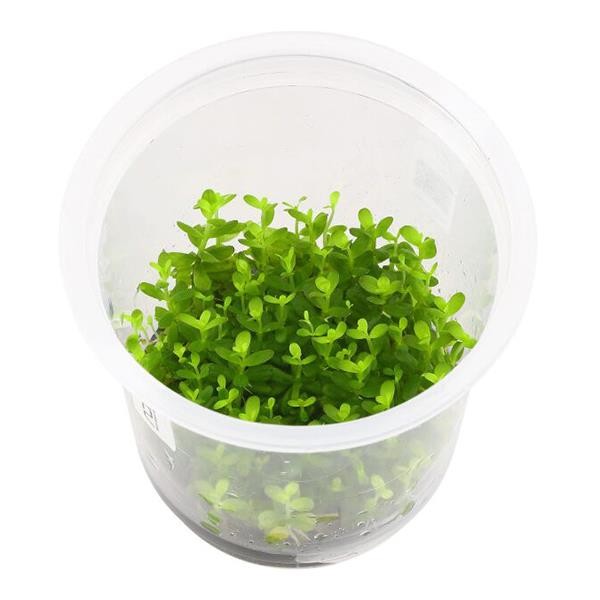 Rotala Fujian In Vitro Canlı Bitki