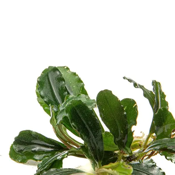 Bucephalandra Phantom Saksı Canlı Bitki