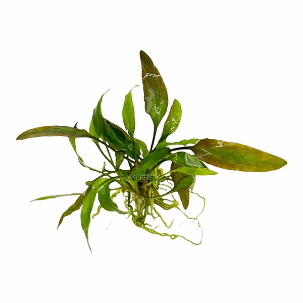 Cryptocoryne Willisii In Vitro Canlı Bitki