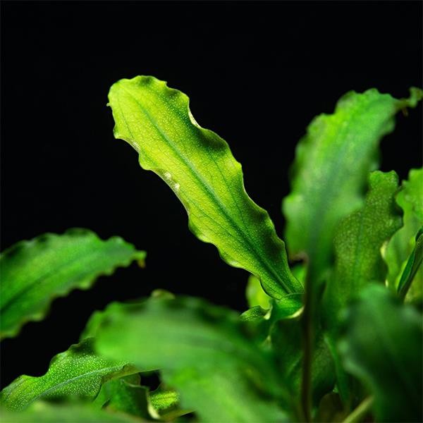 Bucephalandra Bukit Kelam In Vitro Canlı Bitki