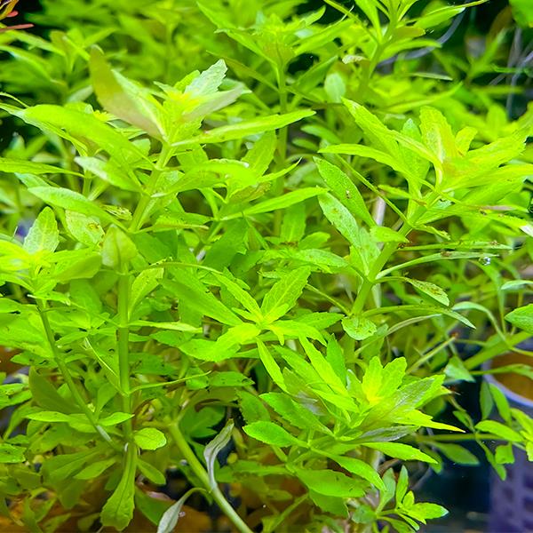 Limnophila Sp Kalimantan Mini Saksı Canlı Bitki
