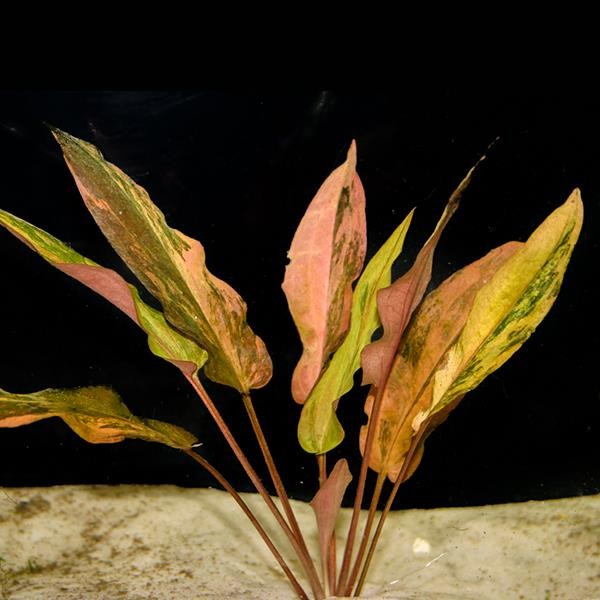 Cryptocoryne Florida Sunset Saksı Canlı Bitki