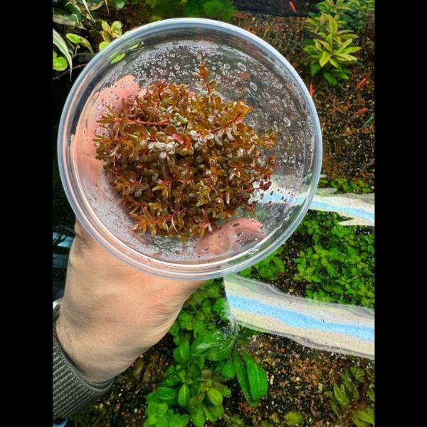 Rotala Orange Juice In Vitro Canlı Bitki 500cc