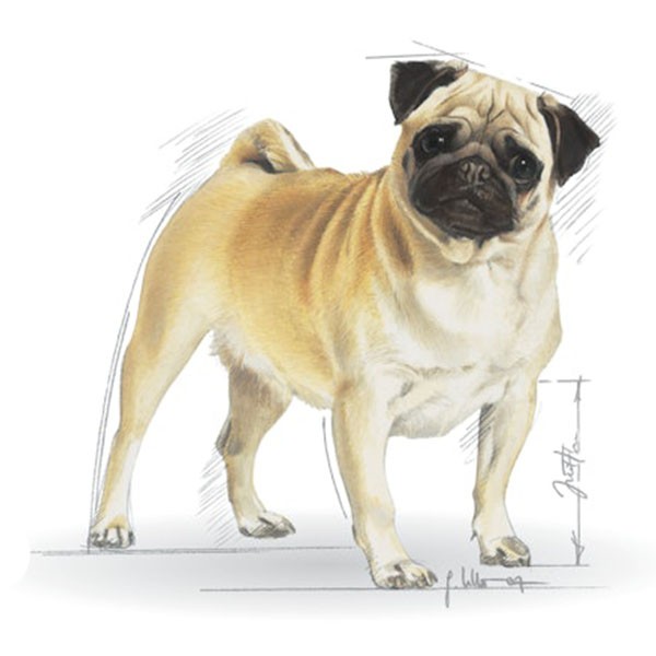 Royal Canin Pug Yetişkin Köpek Maması 1,5 Kg