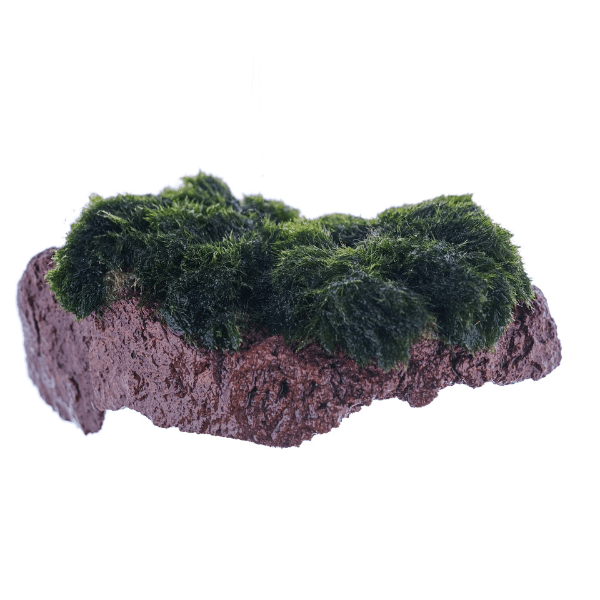 Marimo Moss Rock Canlı Bitki