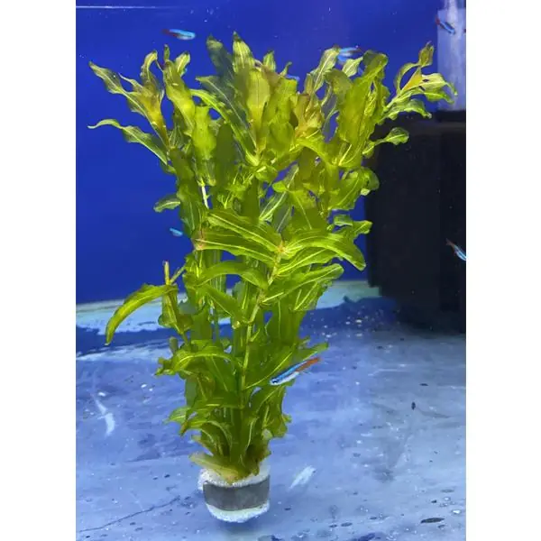 Potamagon Crispus Saksı Canlı Bitki