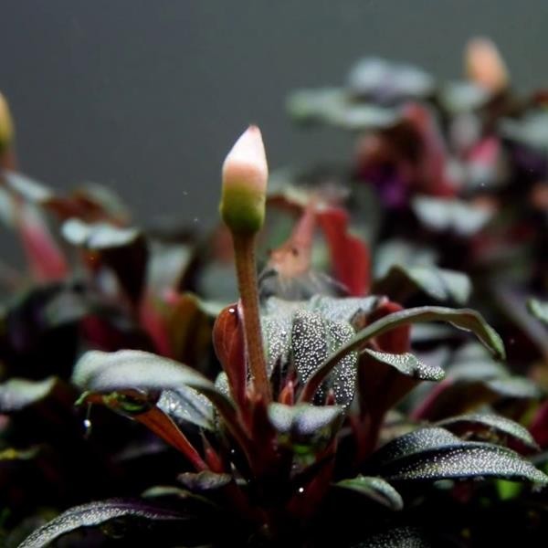 Bucephalandra Mini Coin Saksı Canlı Bitki