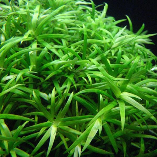 Heteranthera Stargrass Saksı Canlı Bitki
