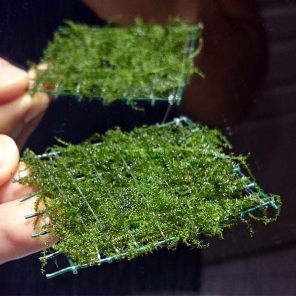Bubble Moss Tele Sarılı 5x5Cm Yeni Sarım Canlı Bitki