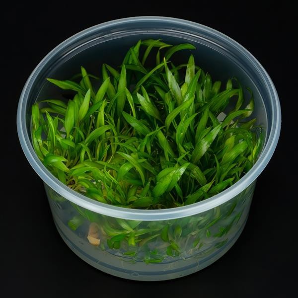 Cryptocoryne Wendtii Indonesia In Vitro Canlı Bitki