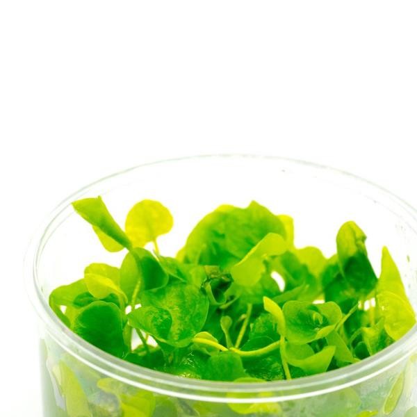 Nymphoides Hydrophylla Taiwan In Vitro Canlı Bitki
