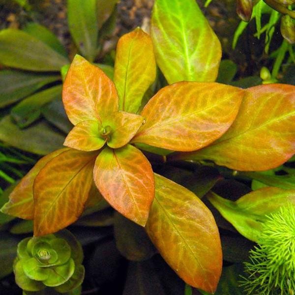 Ludwigia Ovalis In Vitro Canlı Bitki