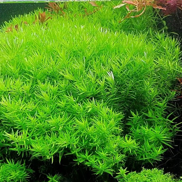 Rotala Indica Green In Vitro Canlı Bitki