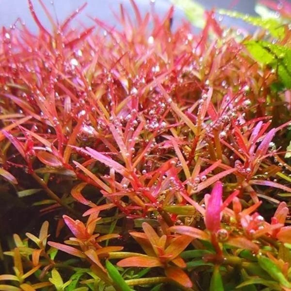 Rotala Colorata In Vitro Canlı Bitki