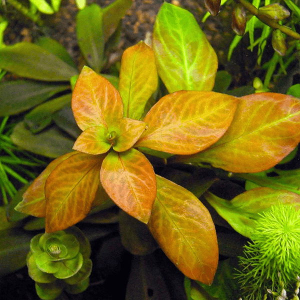 Ludwigia Ovalis Saksı Canlı Bitki