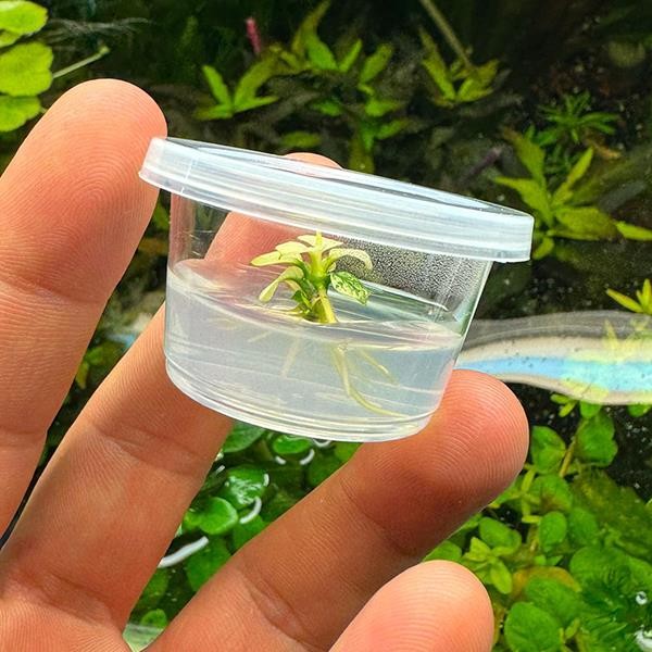 Anubias Nana Pinto Küçük In Vitro Cup Canlı Bitki