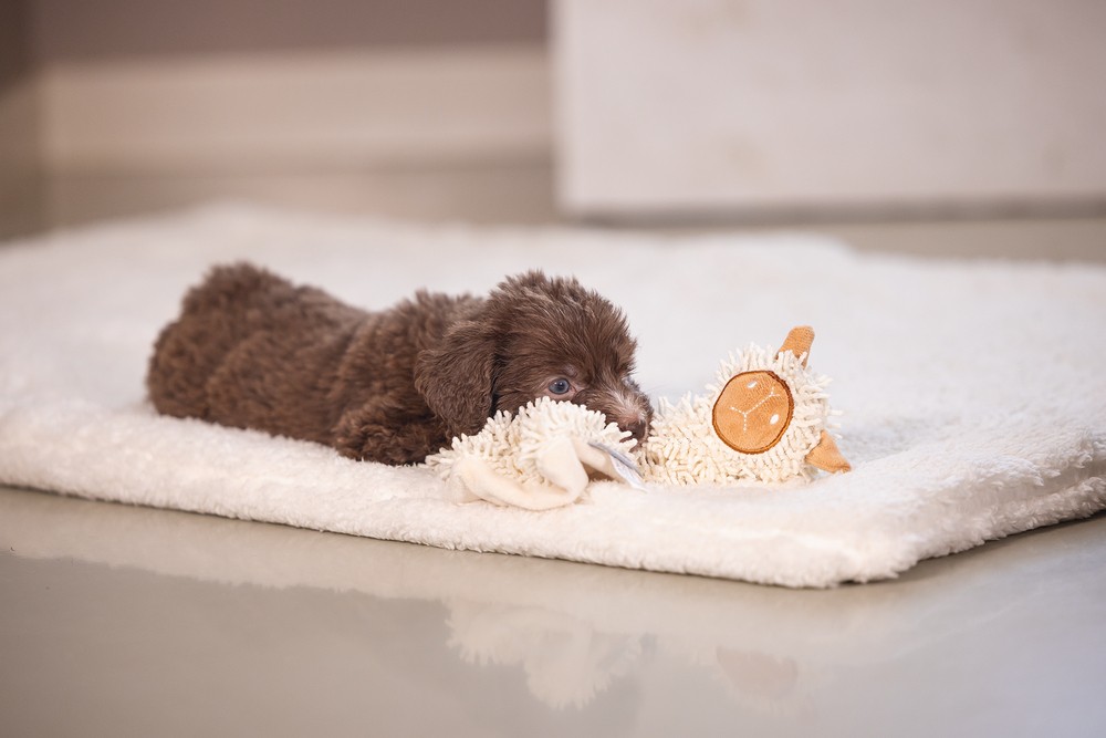 Beeztees Yavru Köpek Oyuncağı, Peluş, Beyaz, 37x28x4cm