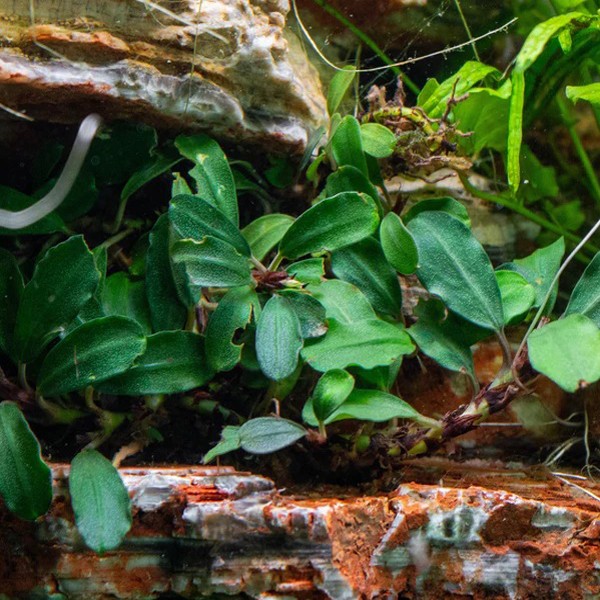 Bucephalandra Brownie Phoenix In Vitro Cup Canlı Bitki