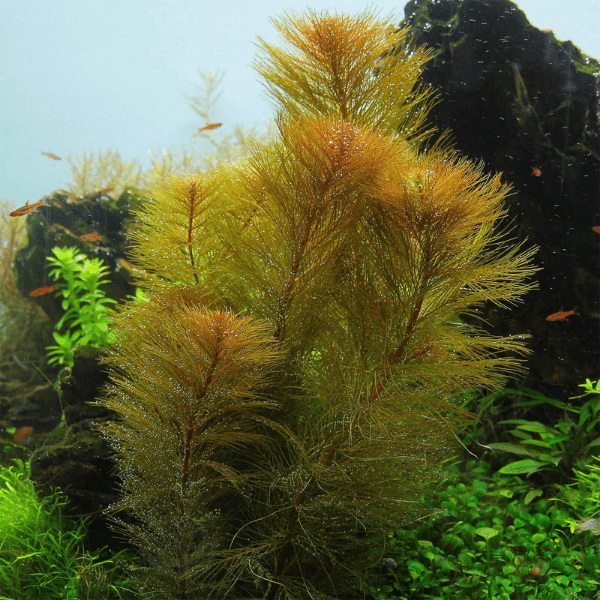 Myriophyllum Proserpinacoides Saksı Canlı Bitki