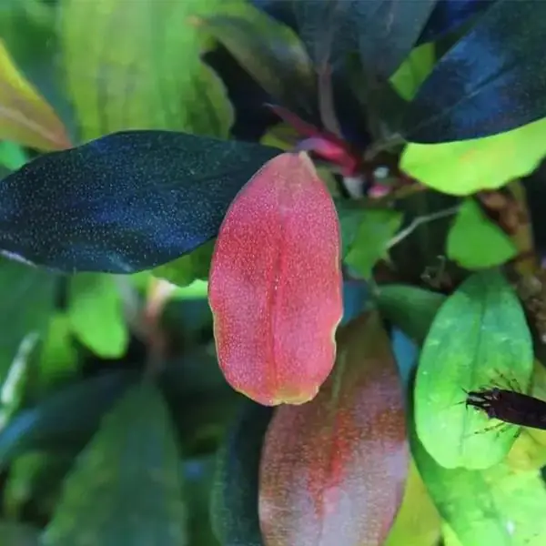 リ*ウ様 Bucephalandra sp. Malinau from kali Bucephalandra Deep Purple Saksı Canlı Bitki