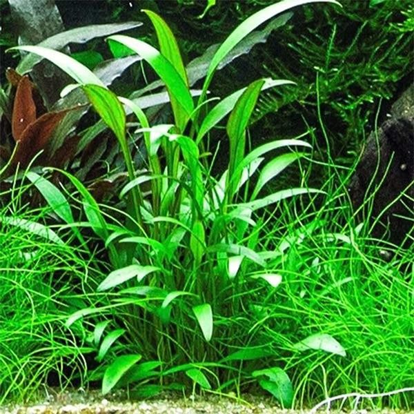 Cryptocoryne Willisii In Vitro Canlı Bitki