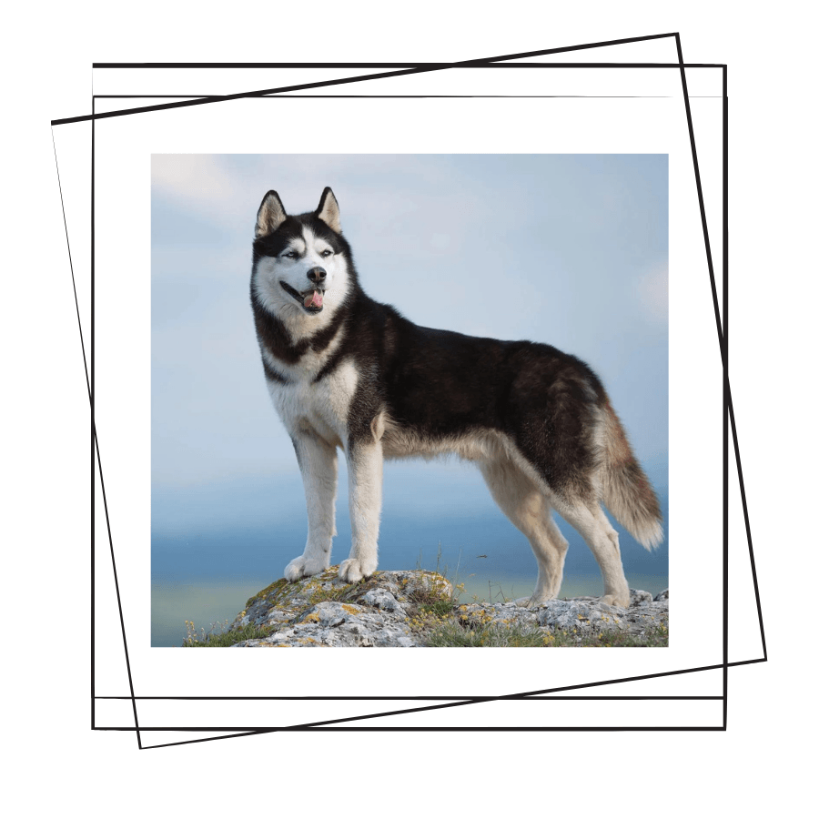 Sibirya Kurdu Köpeği