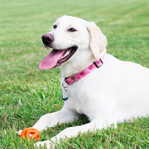 Chuckit Air Fetch Ball Köpek Oyun Topu Büyük Boy