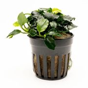 Anubias