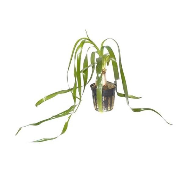 Crinum Thaianum Soğan Canlı Bitki